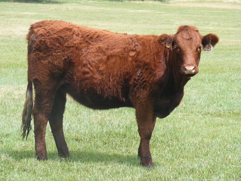 2013 Bred Heifers _2_.JPG