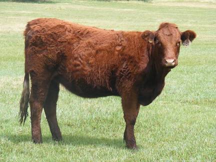 2013 Bred Heifers  2 