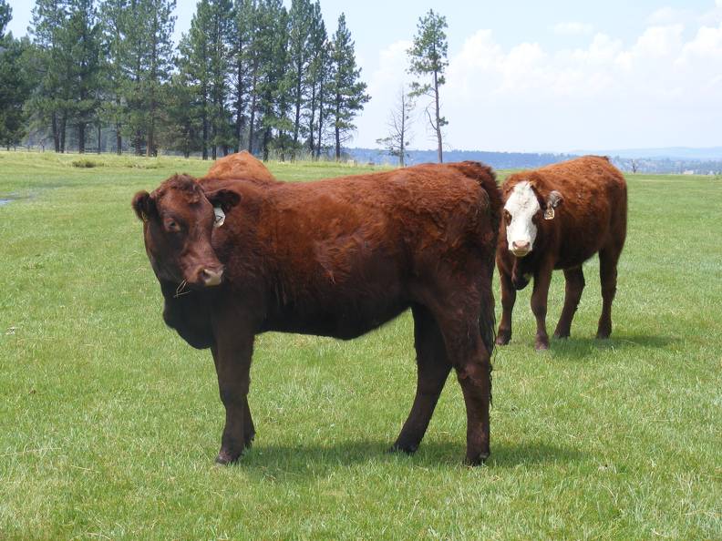 2013 Bred Heifers _3_.JPG