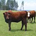 2013 Bred Heifers  3 