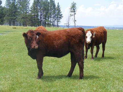 2013 Bred Heifers  3 