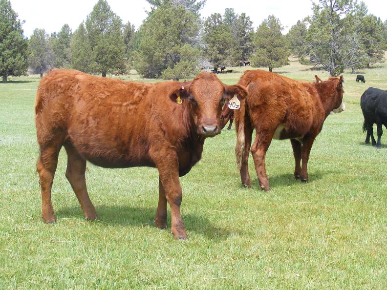 2013 Bred Heifers  4 