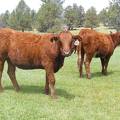 2013 Bred Heifers  4 