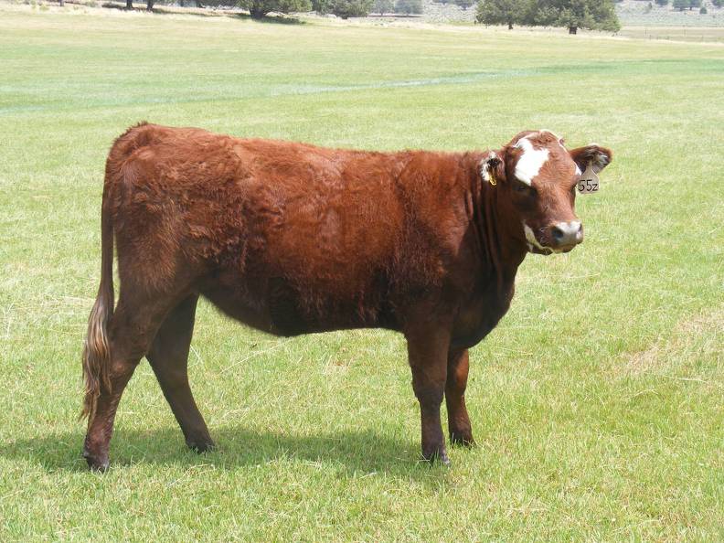 2013 Bred Heifers _5_.JPG