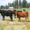 2013 Bred Heifers  6 