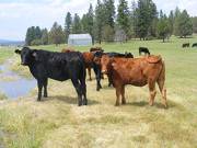 2013 Bred Heifers  6 