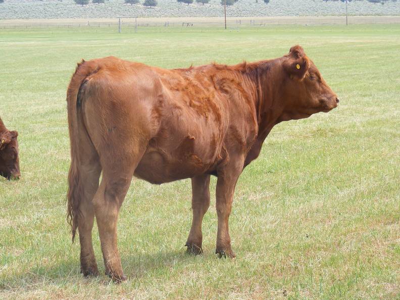 2013 Bred Heifers _7_.JPG