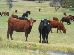 2013 Bred Heifers  8 