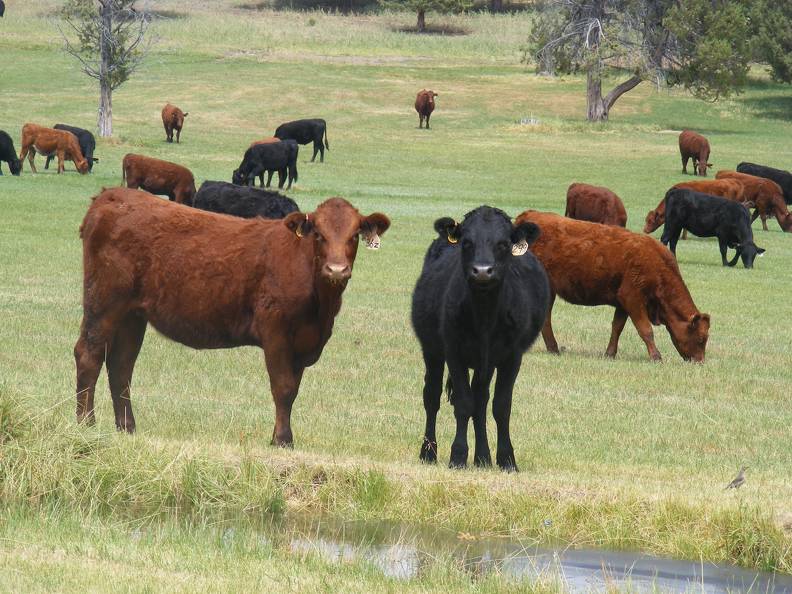 2013 Bred Heifers _8_.JPG