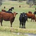 2013 Bred Heifers _8_.JPG