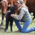 2009 Calf getting petted