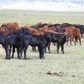 2009 Calves out in pasture