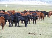 2009 Calves out in pasture