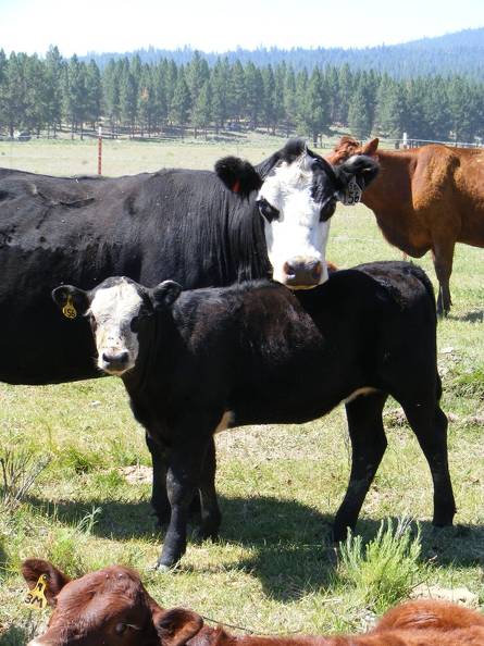 2009 Heifer Calf 156Y BWF.jpg