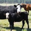 2009 Heifer Calf 156Y BWF.jpg