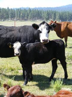 2009 Heifer Calf 156Y BWF