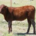 2009 Heifer Calf 346Y R.jpg