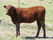 2009 Heifer Calf 346Y R