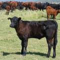 2009 Heifer Calf 589Y B