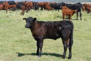 2009 Heifer Calf 589Y B