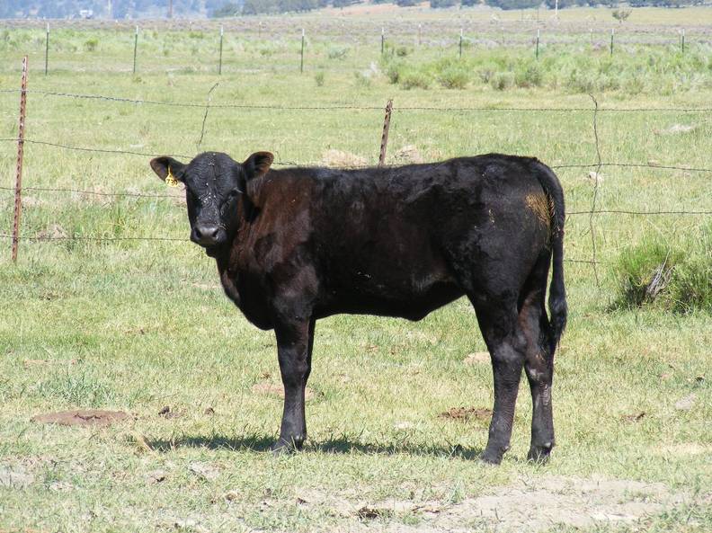 2009 Heifer Calf 730Yo B.jpg