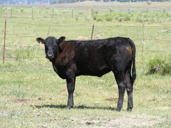 2009 Heifer Calf 730Yo B