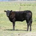 2009 Heifer Calf 730Yo B