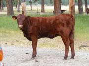 2010 Five Month Old Heifer Calf 11Po R