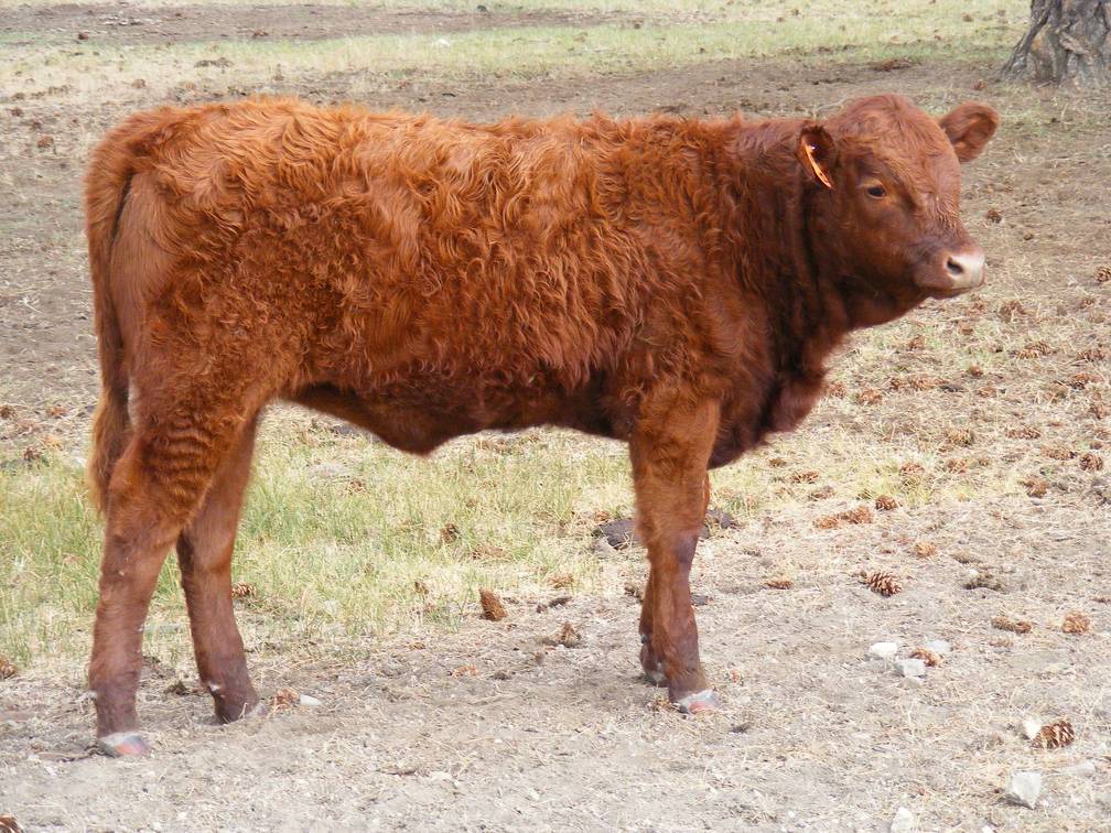 2010 Five Month Old Heifer Calf 122o R