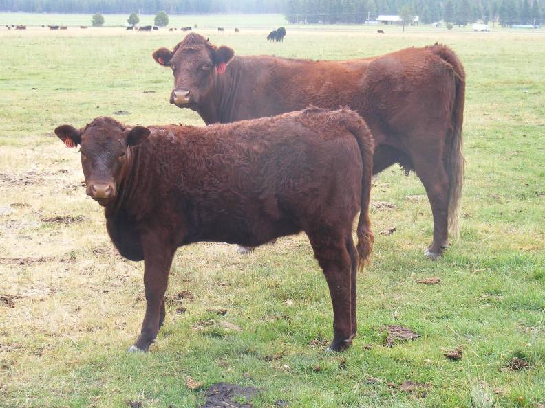 2010 Five Month Old Heifer Calf 141o R.jpg