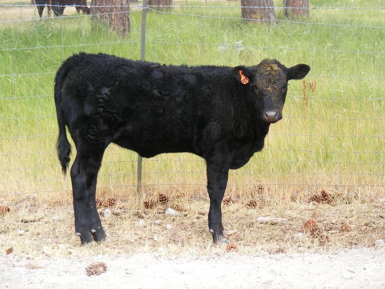 2010 Five Month Old Heifer Calf 254o B.jpg