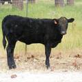 2010 Five Month Old Heifer Calf 254o B