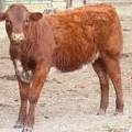 2010 Five Month Old Heifer Calf 268o R.jpg