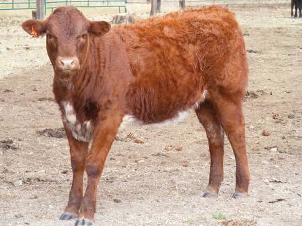 2010 Five Month Old Heifer Calf 268o R