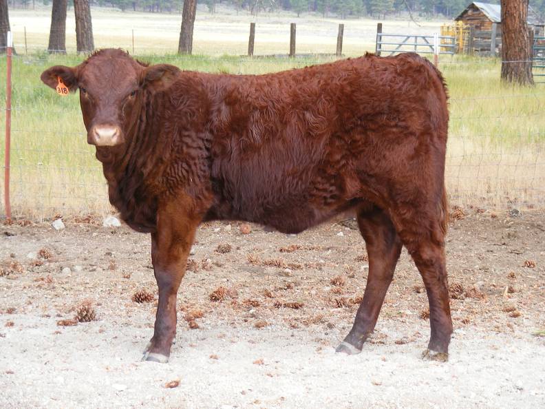 2010 Five Month Old Heifer Calf 318o R.jpg