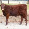 2010 Five Month Old Heifer Calf 318o R