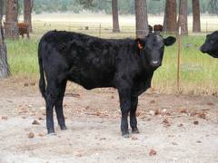 2010 Five Month Old Heifer Calf 817o B