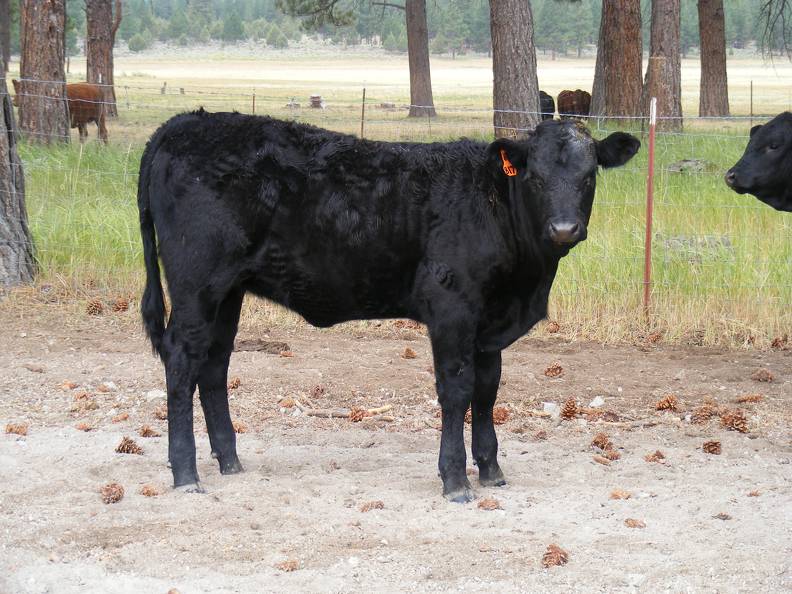 2010 Five Month Old Heifer Calf 817o B.jpg