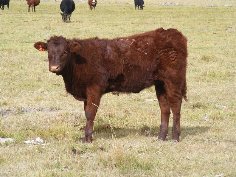 2010 Heifer Calf 108o R.jpg