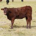 2010 Heifer Calf 108o R