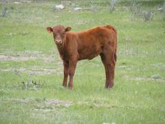 2010 Heifer Calf 694o R