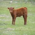 2010 Heifer Calf 694o R