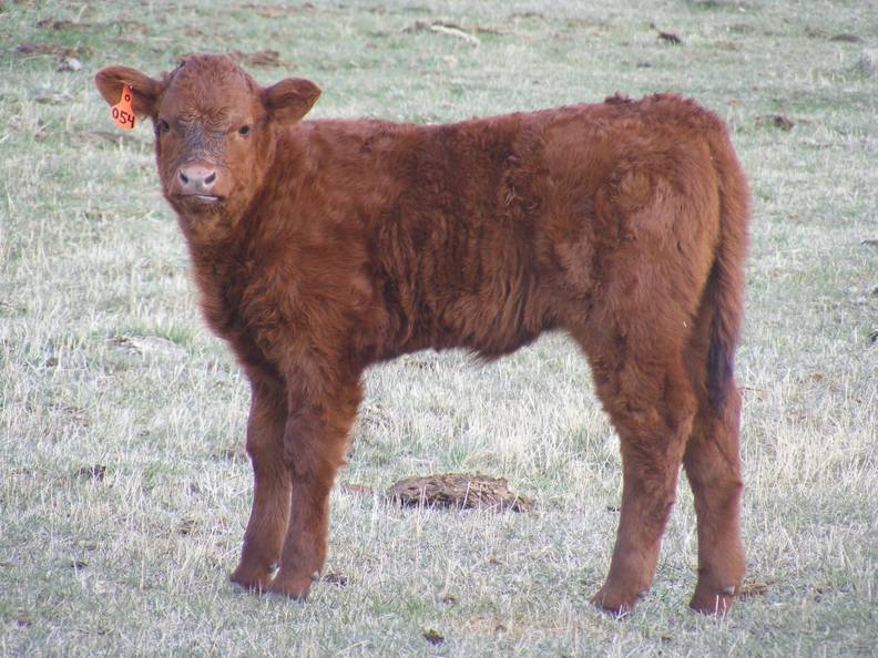 2010 One Month Old Heifer Calf 054o R.jpg