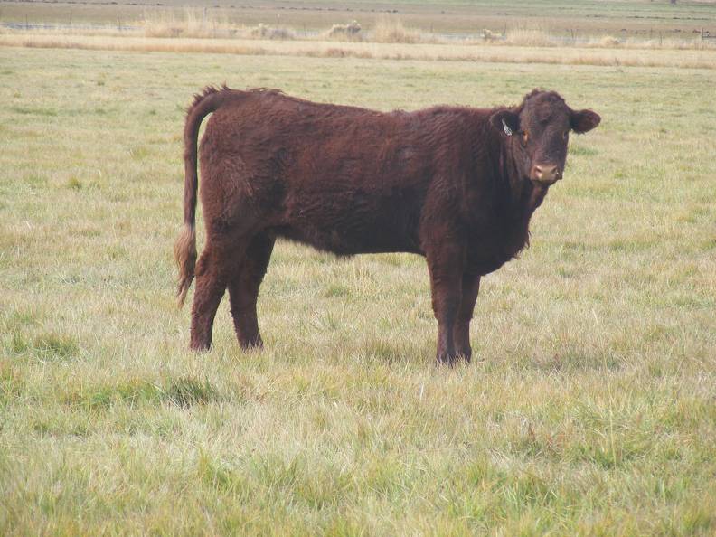 2011 Heifer Calf 269w R     Winifred