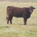 2011 Heifer Calf 269w R     Winifred