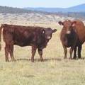 2011 Seven Year Old Cow 480RR  Heifer Calf 480w R
