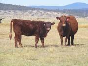2011 Seven Year Old Cow 480RR  Heifer Calf 480w R