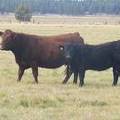 2011 Six Year Old Cow 1RRR  Heifer Calf 1Rw B