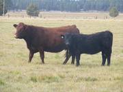 2011 Six Year Old Cow 1RRR  Heifer Calf 1Rw B