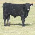 2011 Steer Calf 318w B